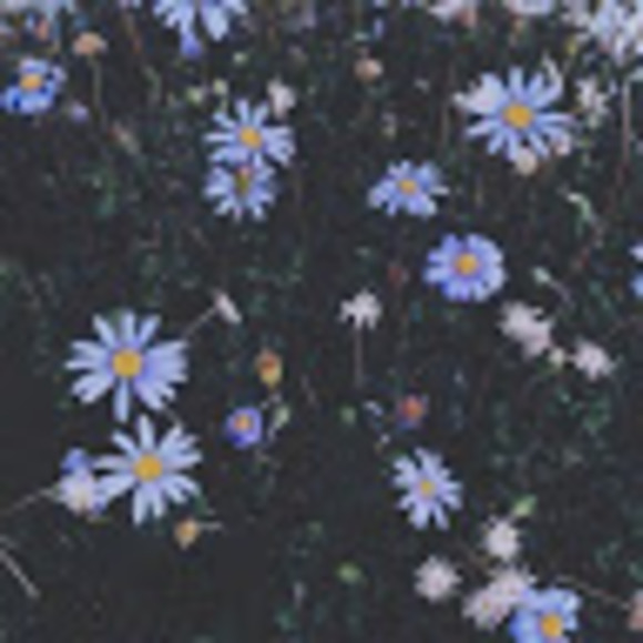 Meet your Posher, Reese - Picture 1 of 1